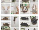 Ashe s Show Mice