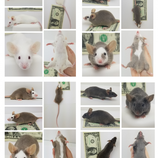 Ashe s Show Mice