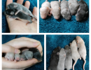 Ashe s baby show mice