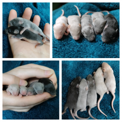 Ashe s baby show mice